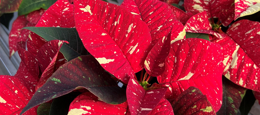 close up of poinsettia